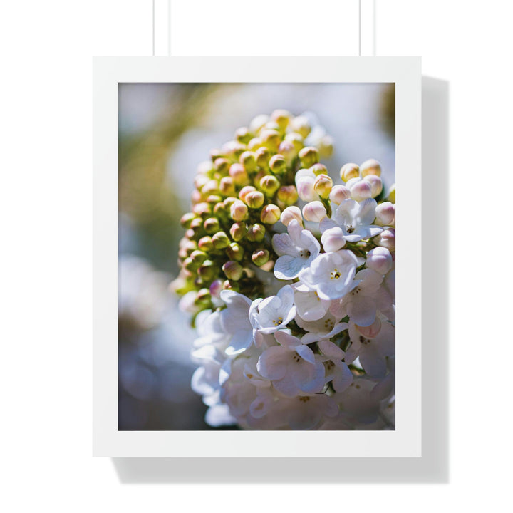 Mid-Bloom - Framed Print - Visiting This World