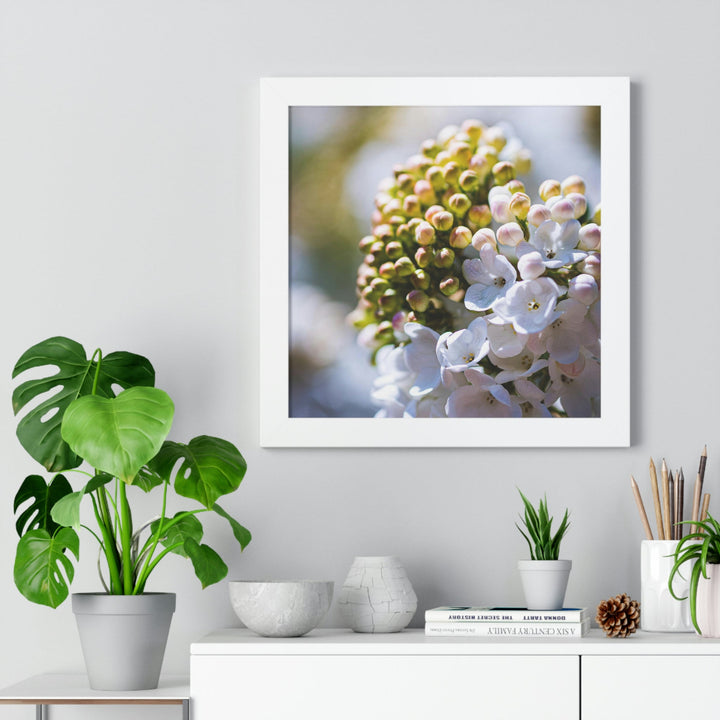 Mid-Bloom - Framed Print - Visiting This World