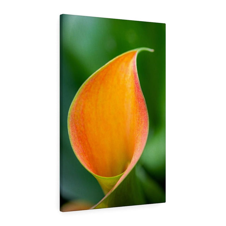 Orange Calla Lily - Canvas - Visiting This World