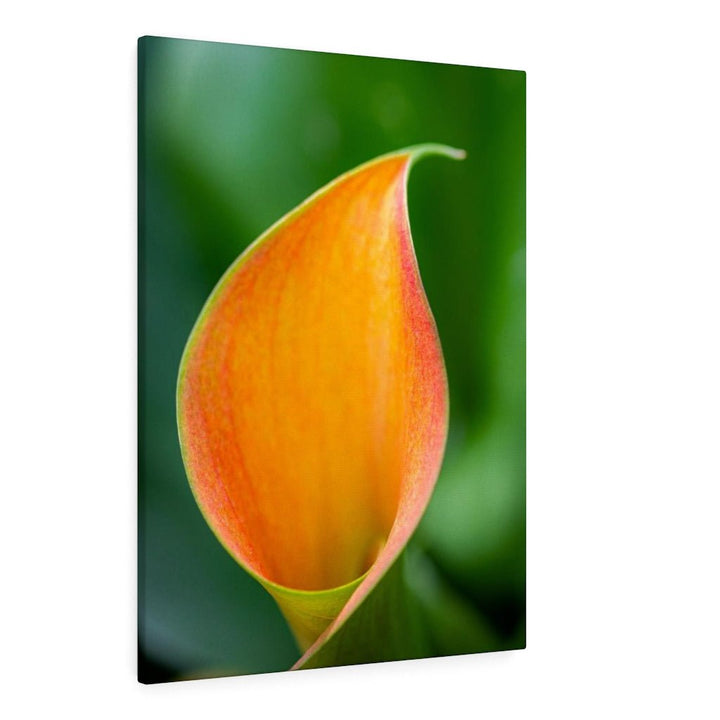 Orange Calla Lily - Canvas - Visiting This World