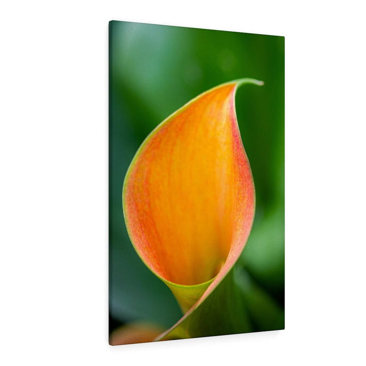 Orange Calla Lily - Canvas - Visiting This World