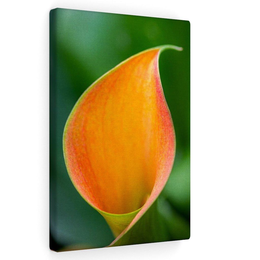 Orange Calla Lily - Canvas - Visiting This World