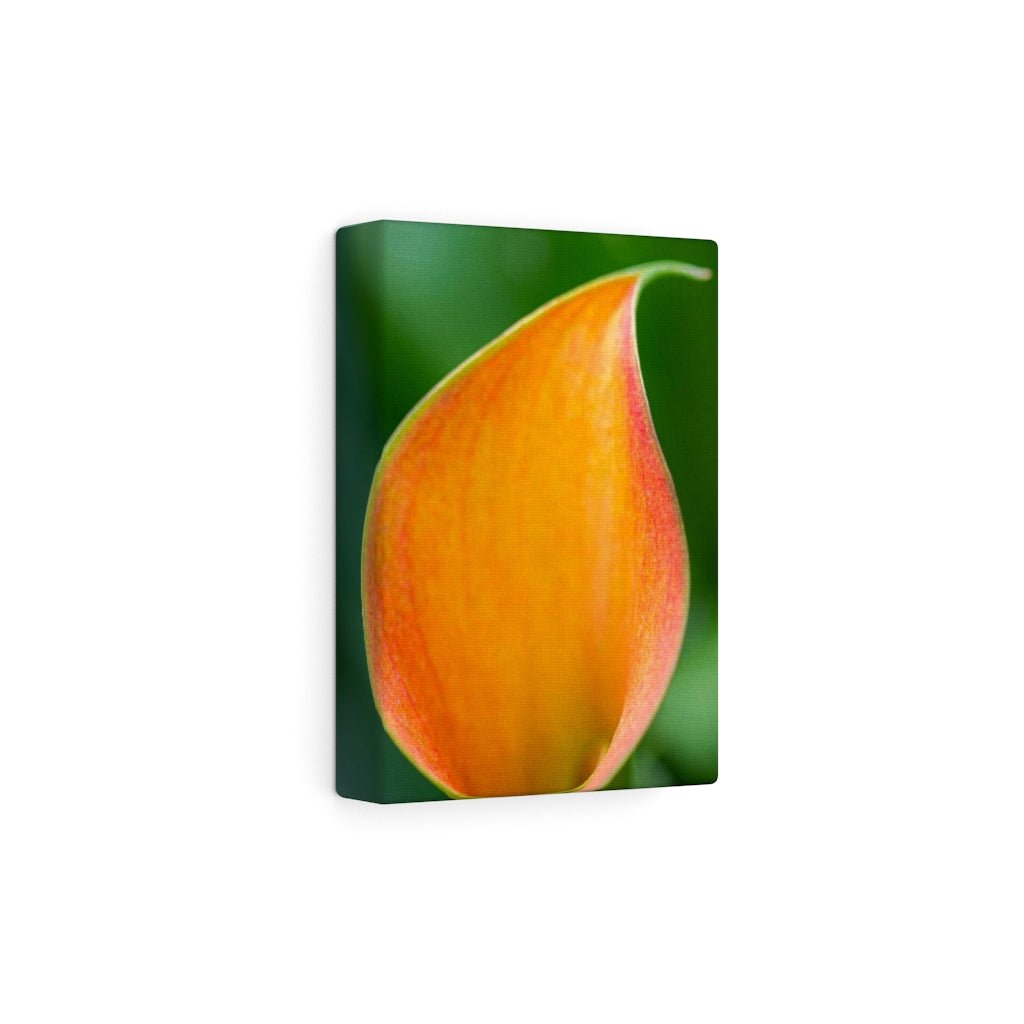 Orange Calla Lily - Canvas - Visiting This World