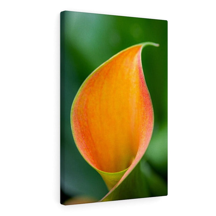 Orange Calla Lily - Canvas - Visiting This World