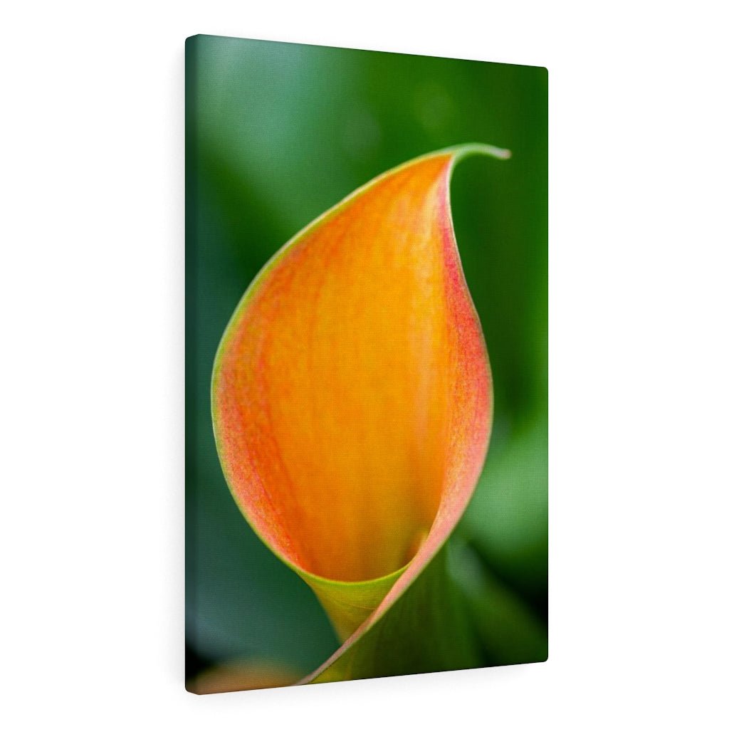 Orange Calla Lily - Canvas - Visiting This World