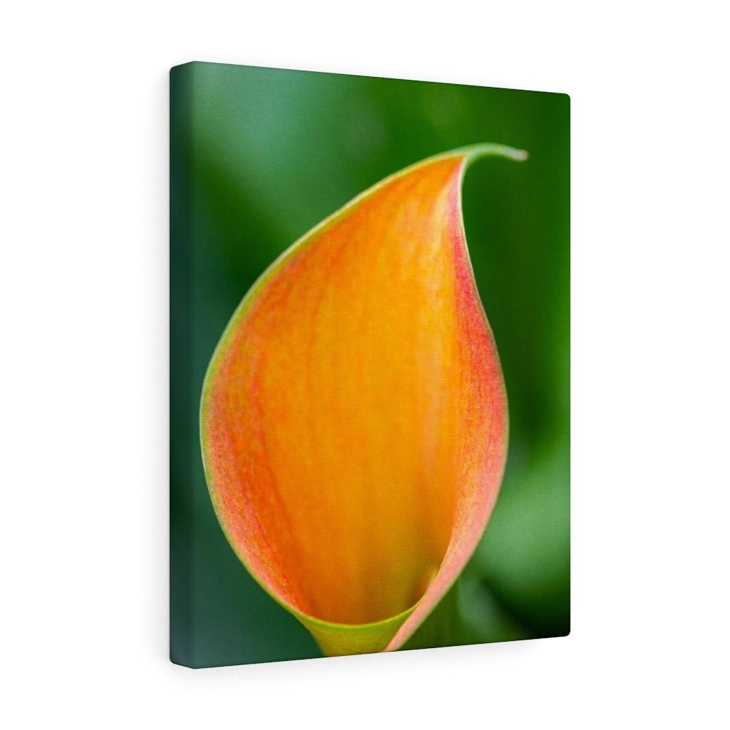 Orange Calla Lily - Canvas - Visiting This World