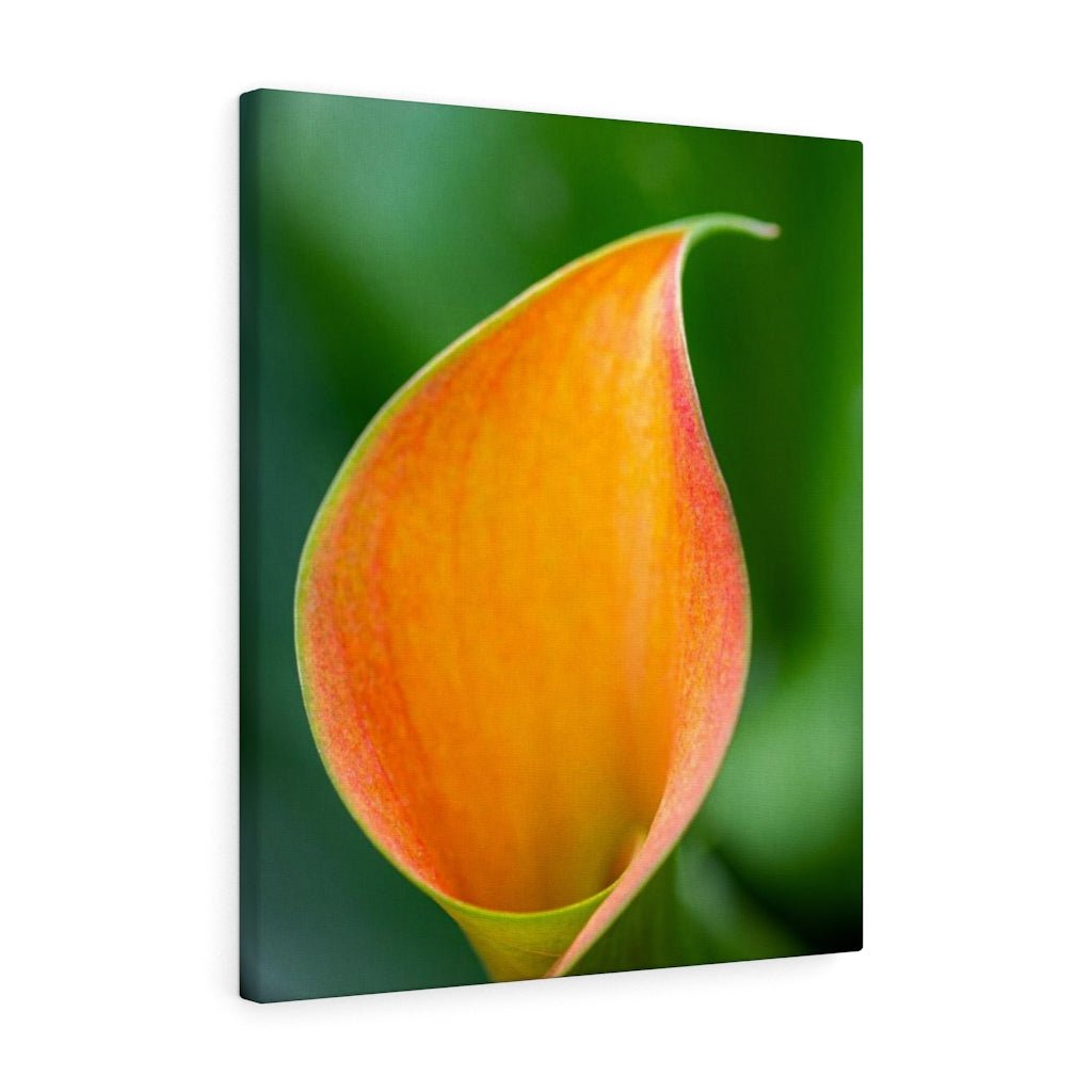 Orange Calla Lily - Canvas - Visiting This World