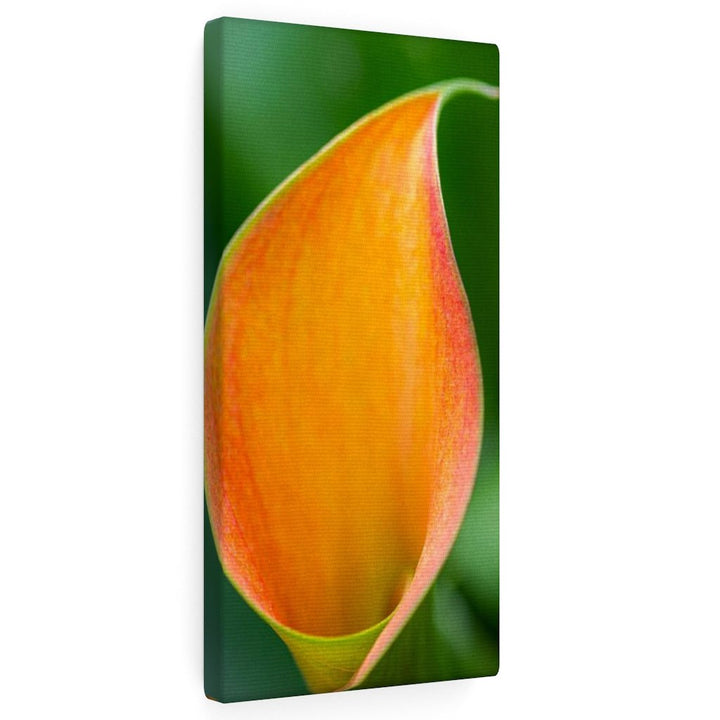 Orange Calla Lily - Canvas - Visiting This World