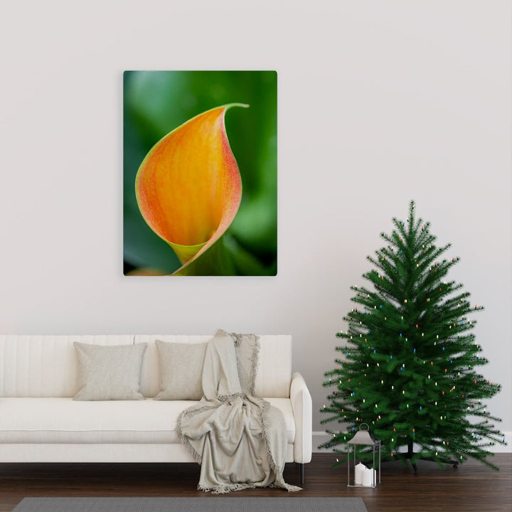 Orange Calla Lily - Canvas - Visiting This World