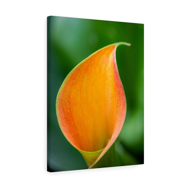 Orange Calla Lily - Canvas - Visiting This World