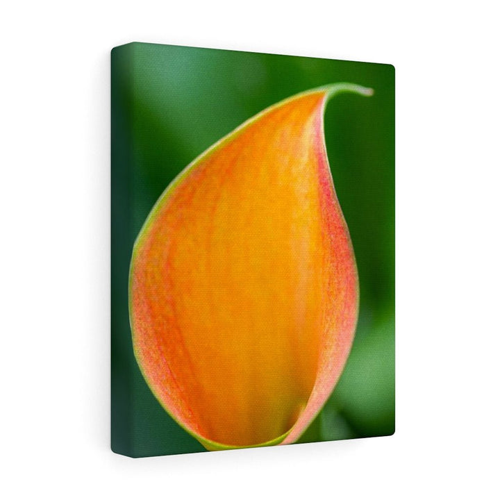 Orange Calla Lily - Canvas - Visiting This World