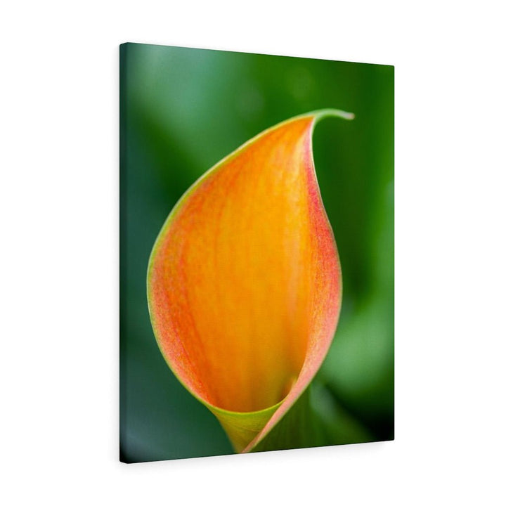 Orange Calla Lily - Canvas - Visiting This World