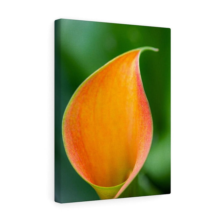 Orange Calla Lily - Canvas - Visiting This World