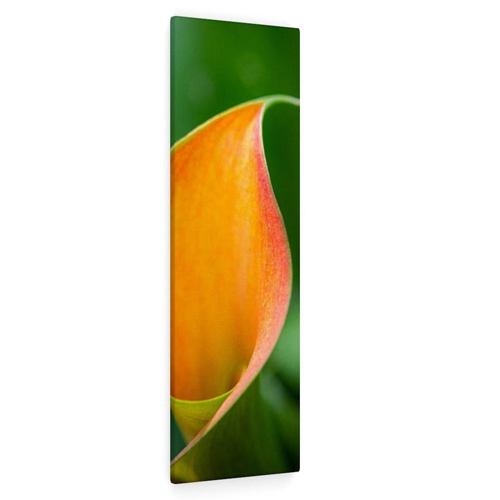 Orange Calla Lily - Canvas - Visiting This World