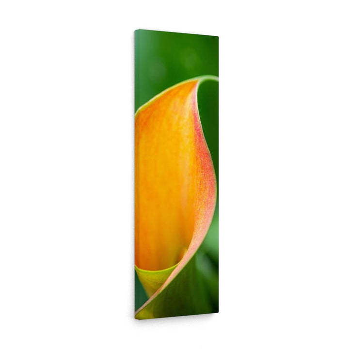 Orange Calla Lily - Canvas - Visiting This World