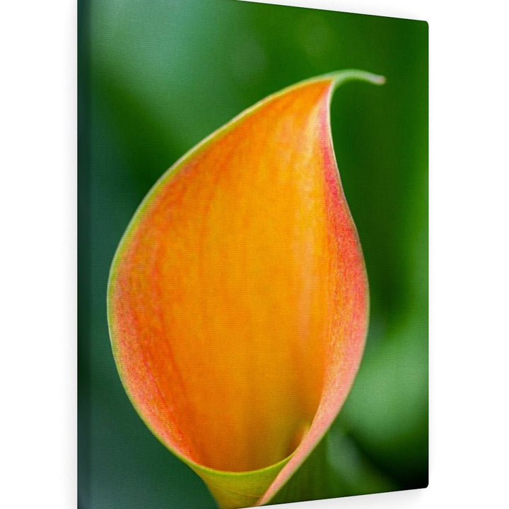 Orange Calla Lily - Canvas - Visiting This World