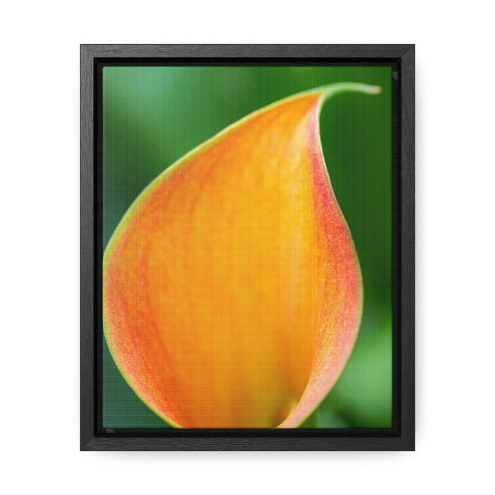 Orange Calla Lily - Canvas with Frame - Visiting This World