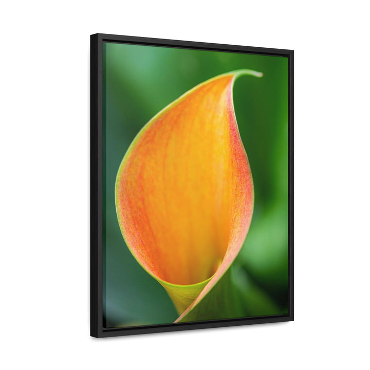 Orange Calla Lily - Canvas with Frame - Visiting This World