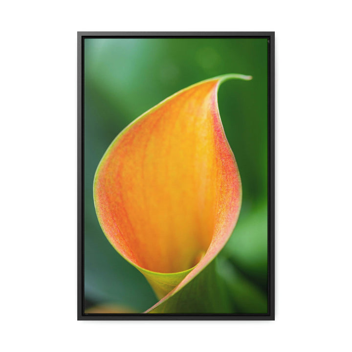 Orange Calla Lily - Canvas with Frame - Visiting This World