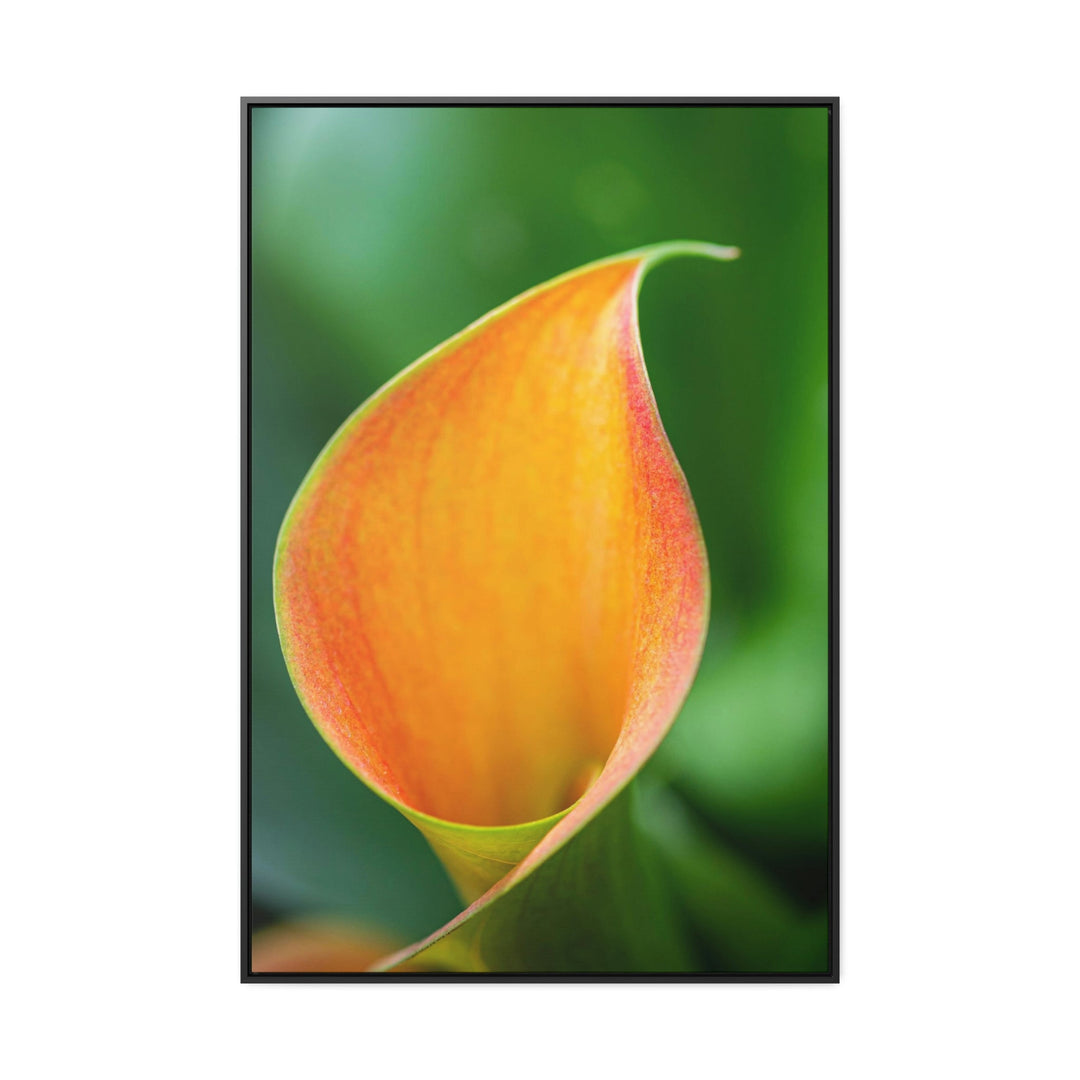 Orange Calla Lily - Canvas with Frame - Visiting This World