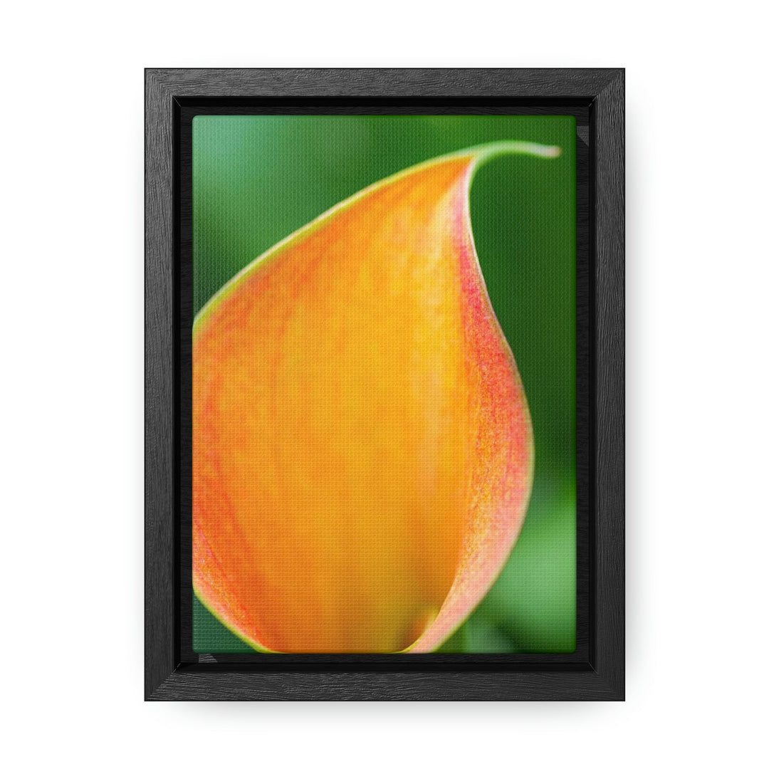 Orange Calla Lily - Canvas with Frame - Visiting This World