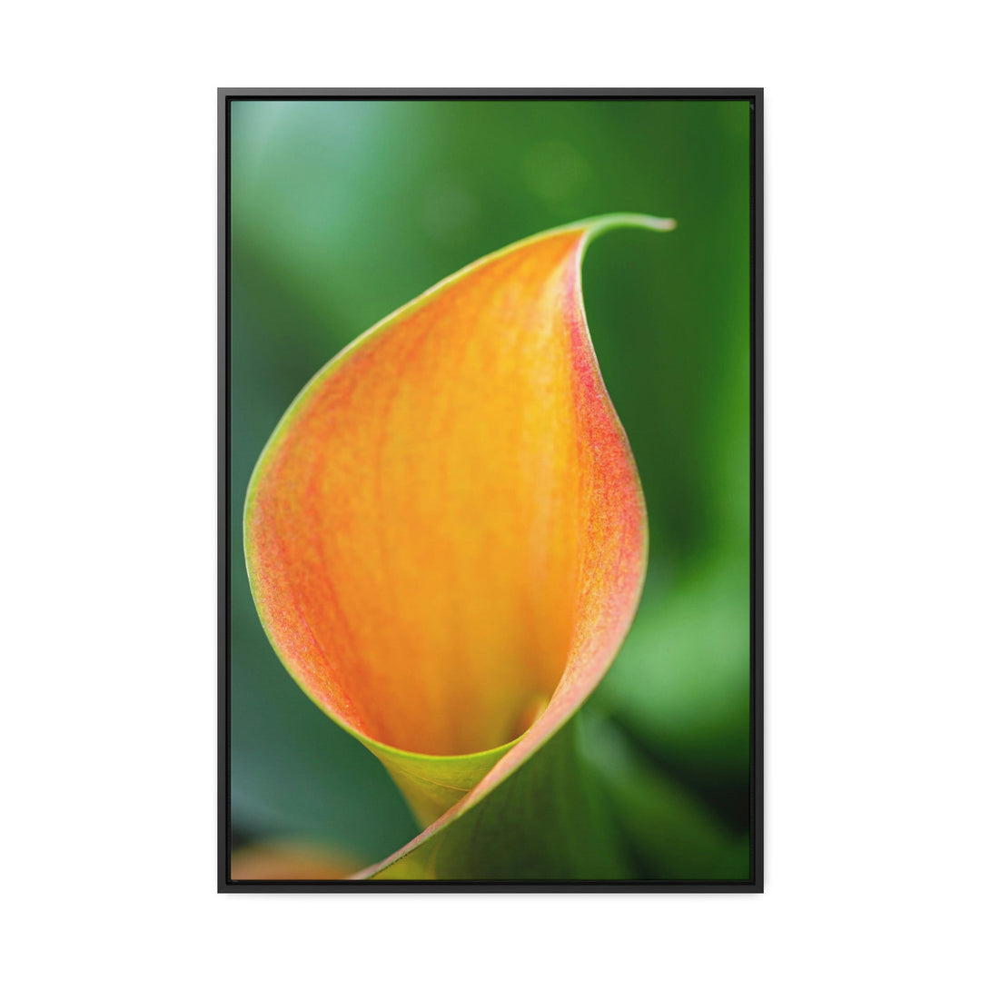 Orange Calla Lily - Canvas with Frame - Visiting This World