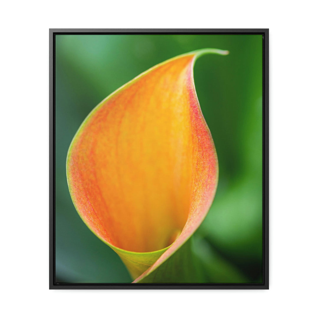 Orange Calla Lily - Canvas with Frame - Visiting This World