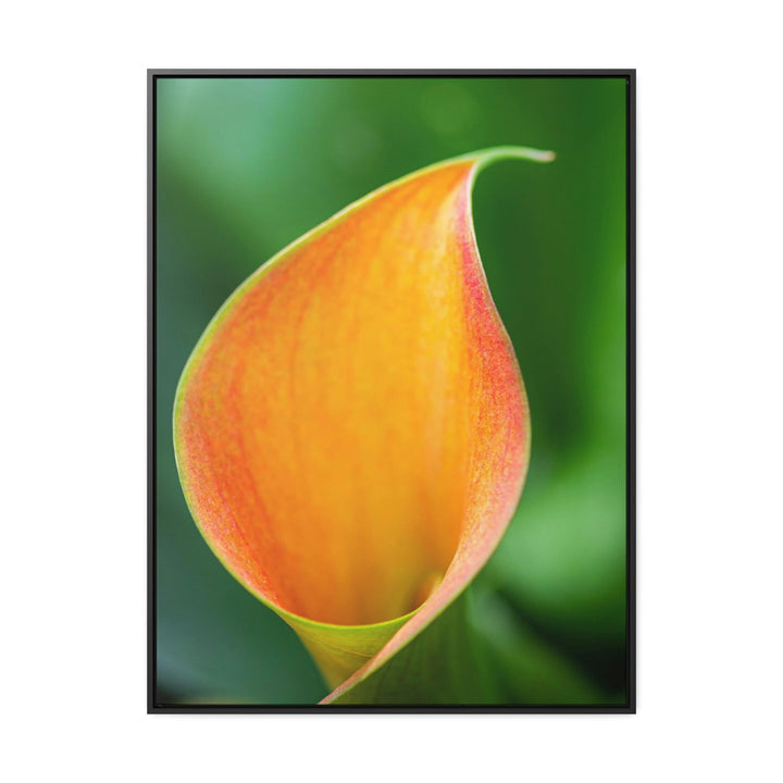 Orange Calla Lily - Canvas with Frame - Visiting This World