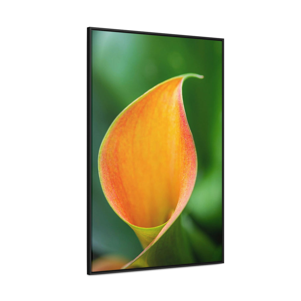 Orange Calla Lily - Canvas with Frame - Visiting This World