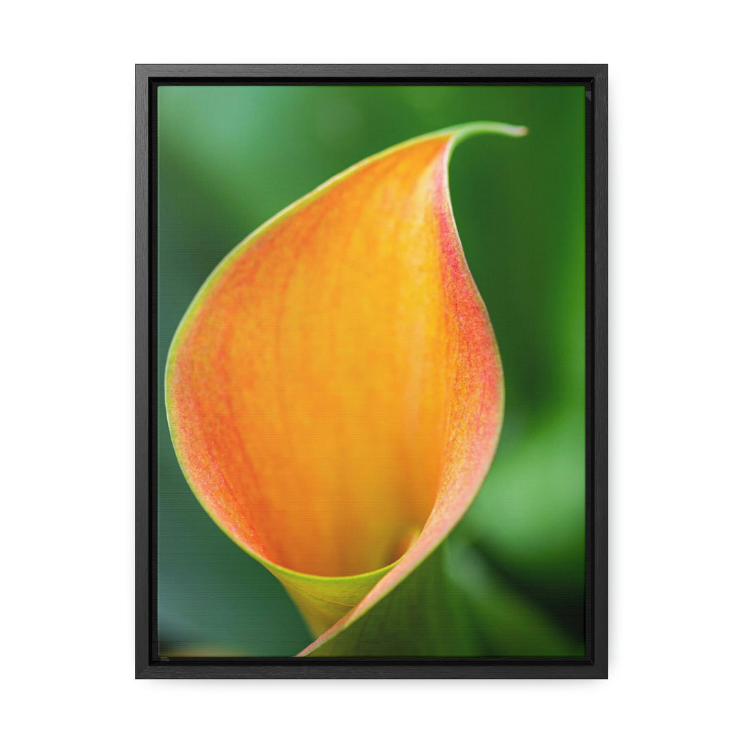 Orange Calla Lily - Canvas with Frame - Visiting This World