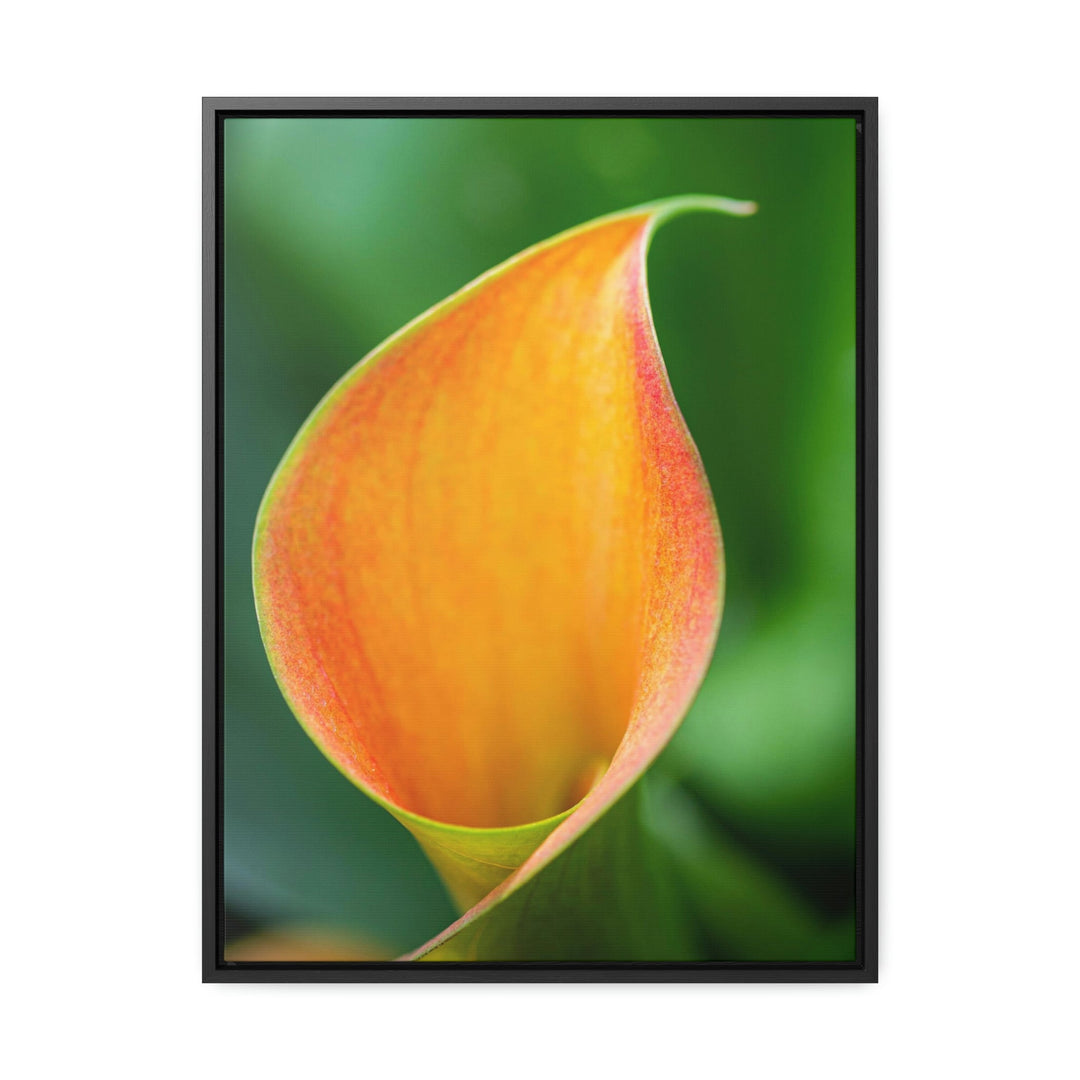 Orange Calla Lily - Canvas with Frame - Visiting This World