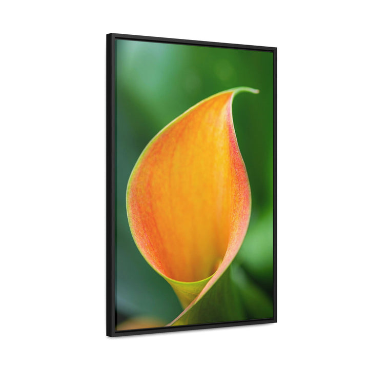 Orange Calla Lily - Canvas with Frame - Visiting This World