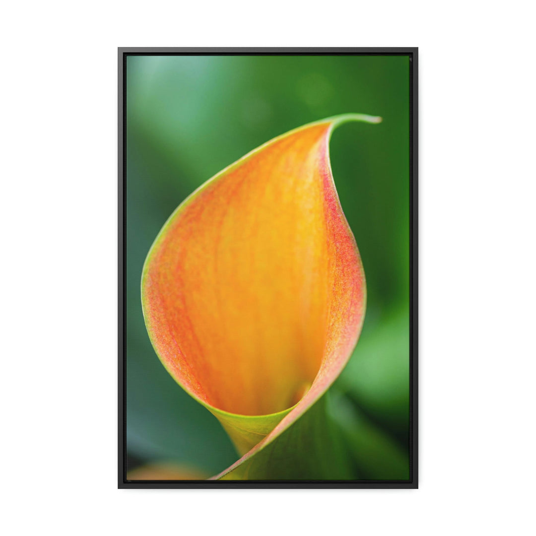 Orange Calla Lily - Canvas with Frame - Visiting This World