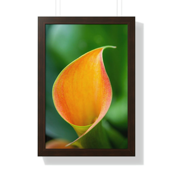 Orange Calla Lily - Framed Print - Visiting This World