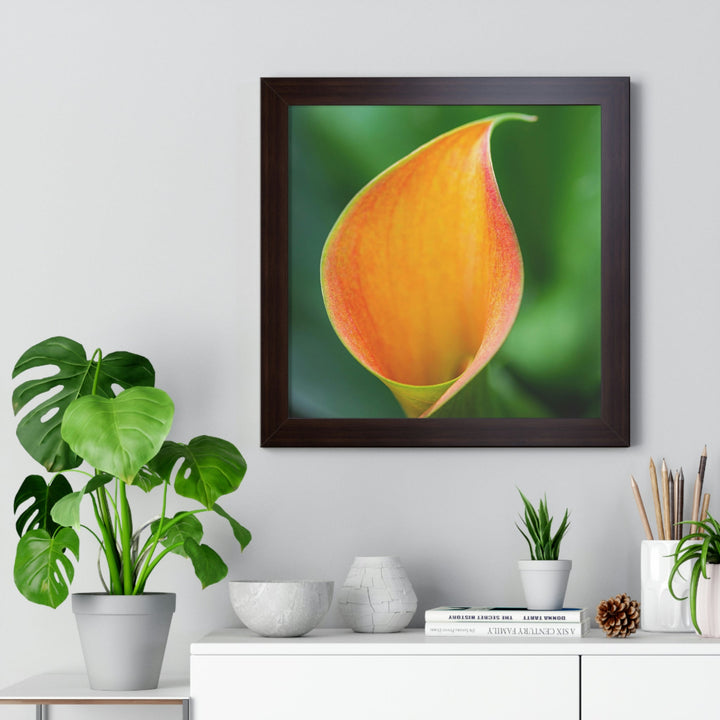 Orange Calla Lily - Framed Print - Visiting This World