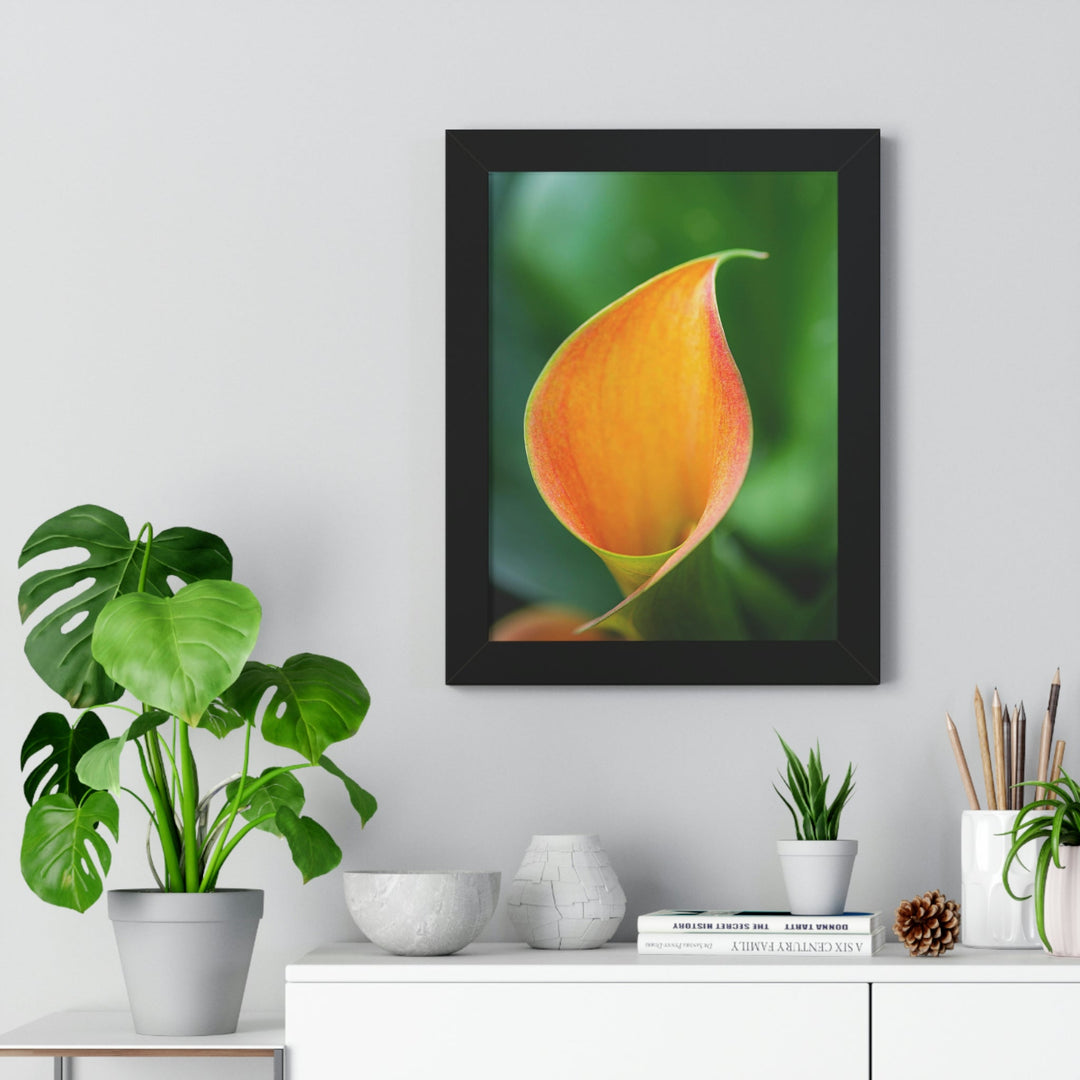 Orange Calla Lily - Framed Print - Visiting This World