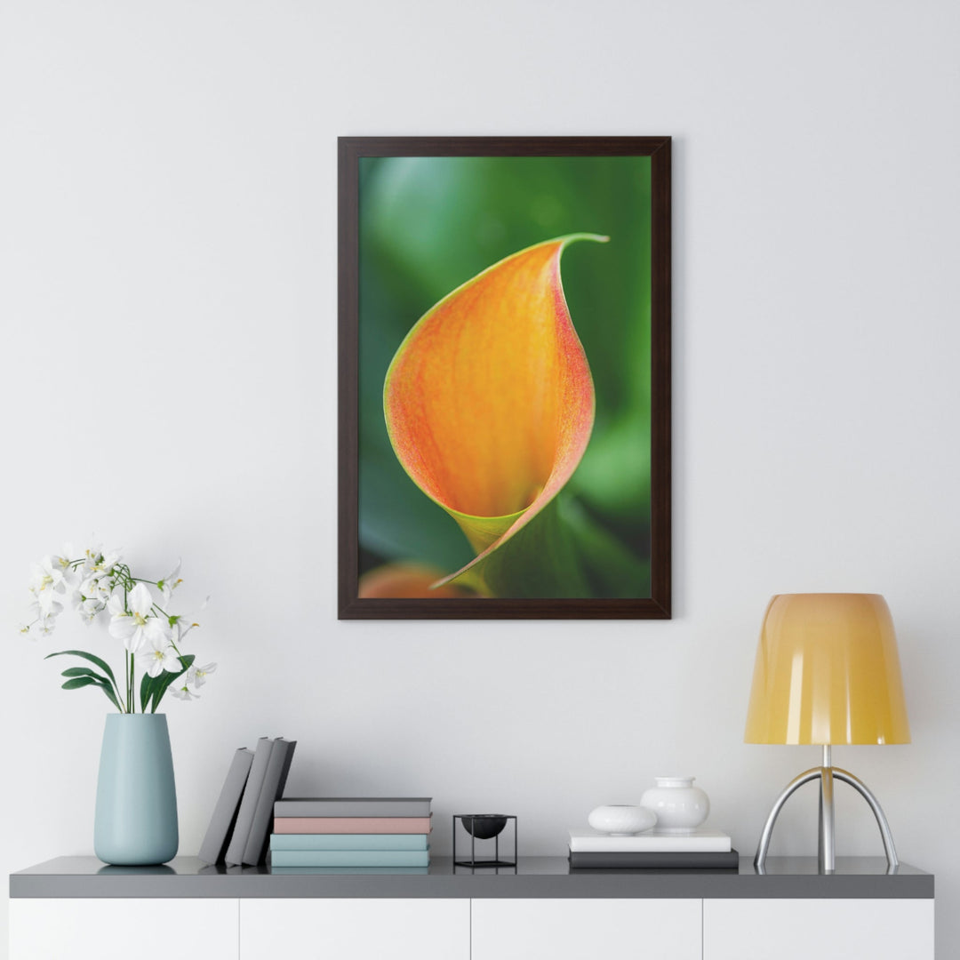 Orange Calla Lily - Framed Print - Visiting This World