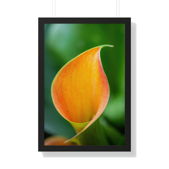 Orange Calla Lily - Framed Print - Visiting This World