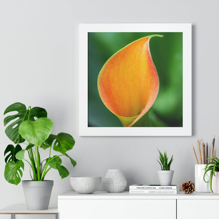 Orange Calla Lily - Framed Print - Visiting This World