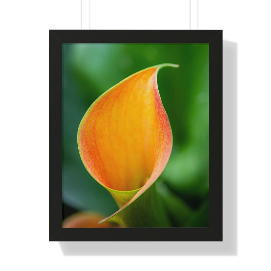 Orange Calla Lily - Framed Print - Visiting This World