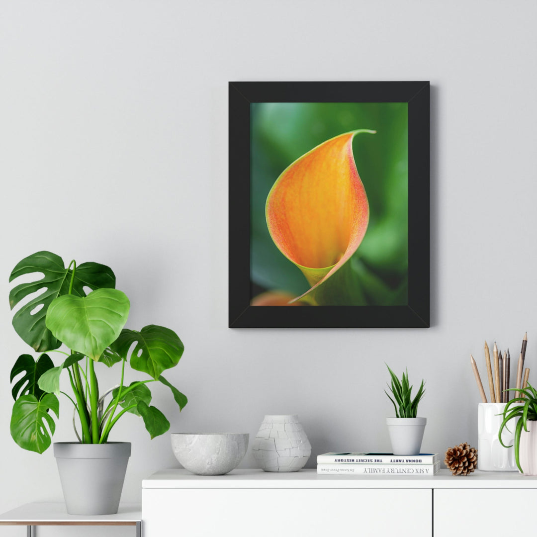 Orange Calla Lily - Framed Print - Visiting This World