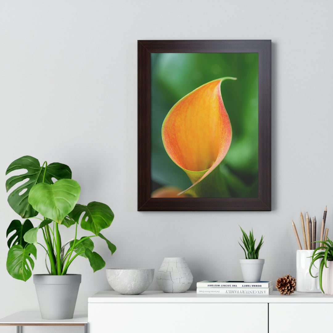 Orange Calla Lily - Framed Print - Visiting This World