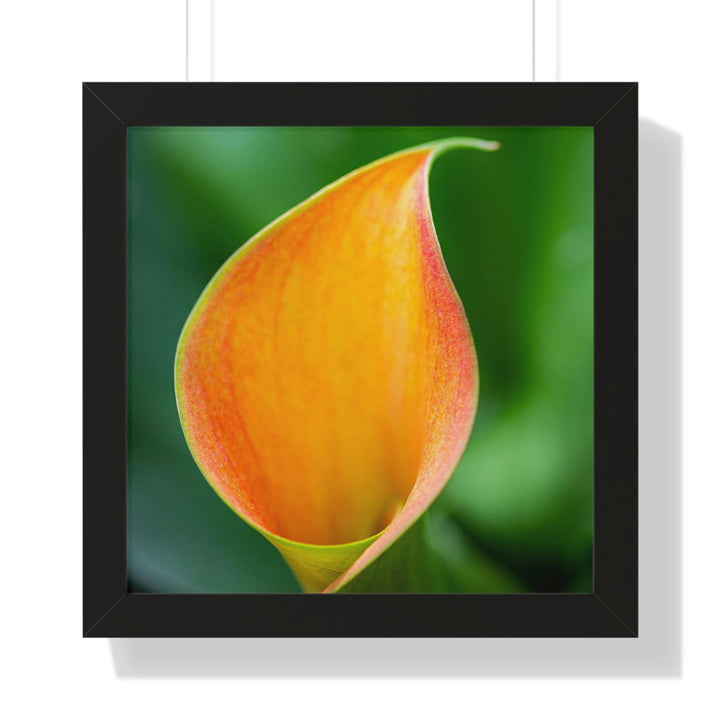 Orange Calla Lily - Framed Print - Visiting This World