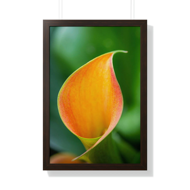 Orange Calla Lily - Framed Print - Visiting This World