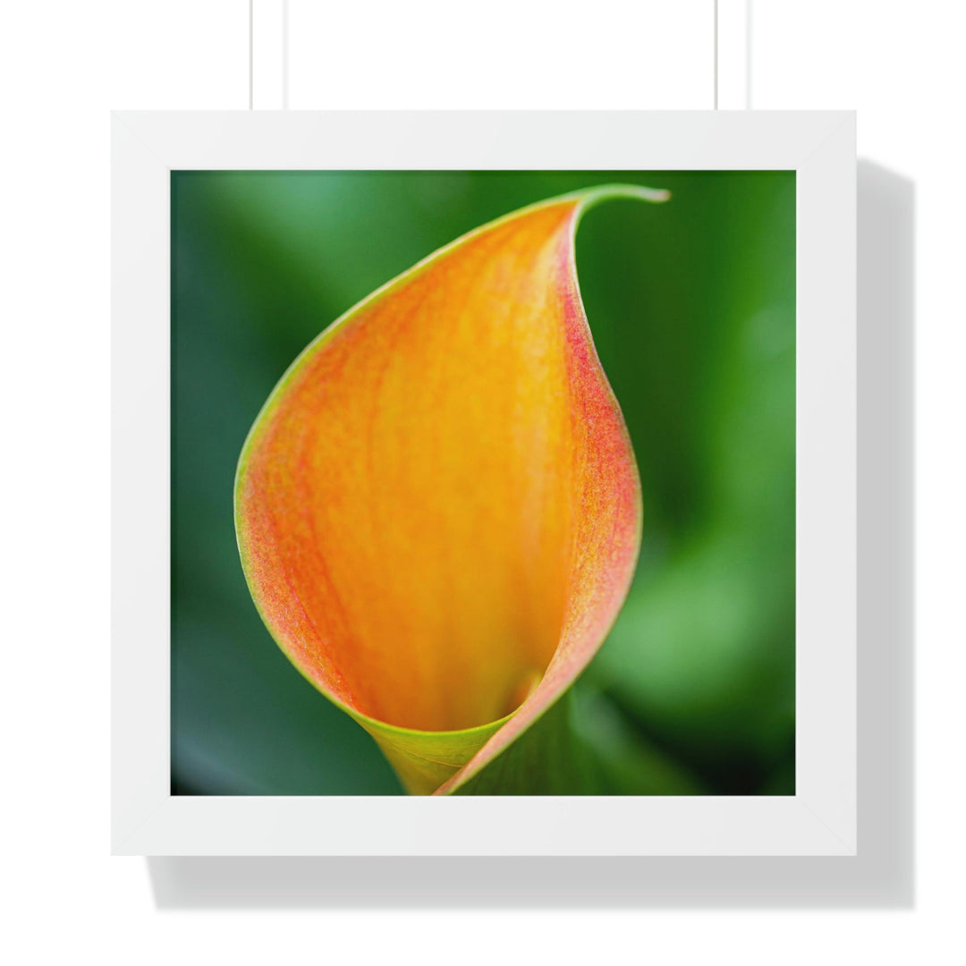 Orange Calla Lily - Framed Print - Visiting This World