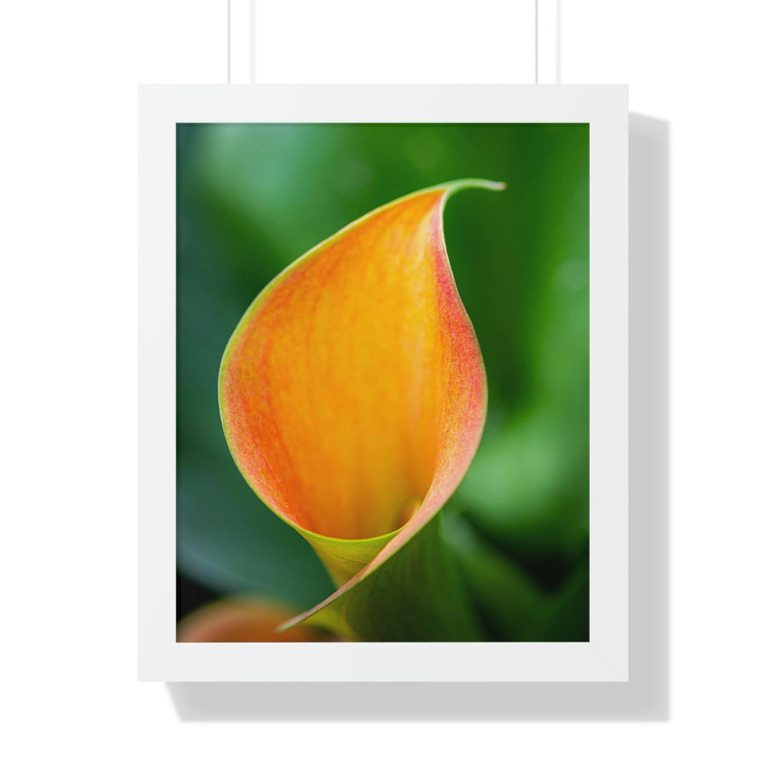 Orange Calla Lily - Framed Print - Visiting This World