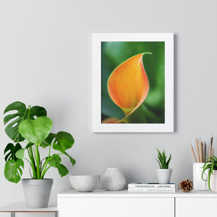 Orange Calla Lily - Framed Print - Visiting This World