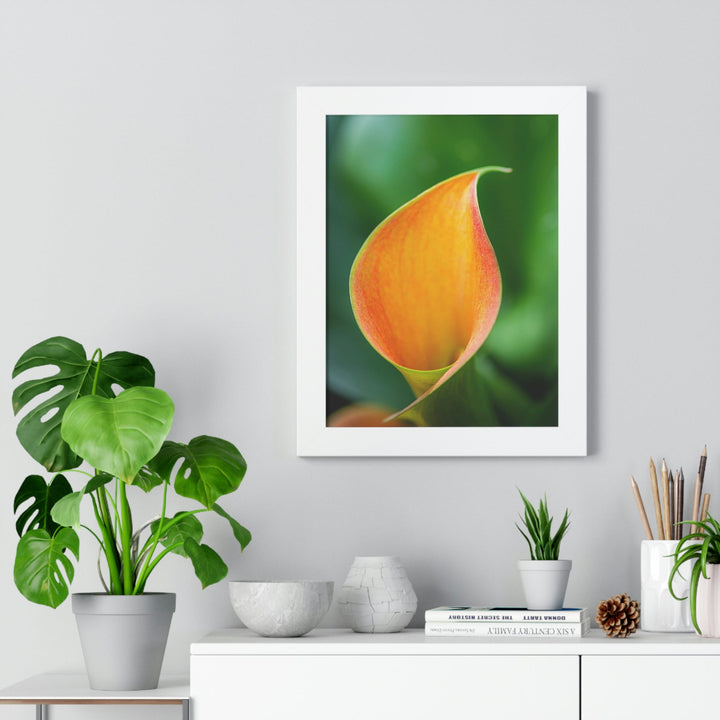 Orange Calla Lily - Framed Print - Visiting This World