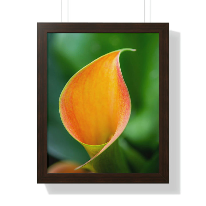 Orange Calla Lily - Framed Print - Visiting This World