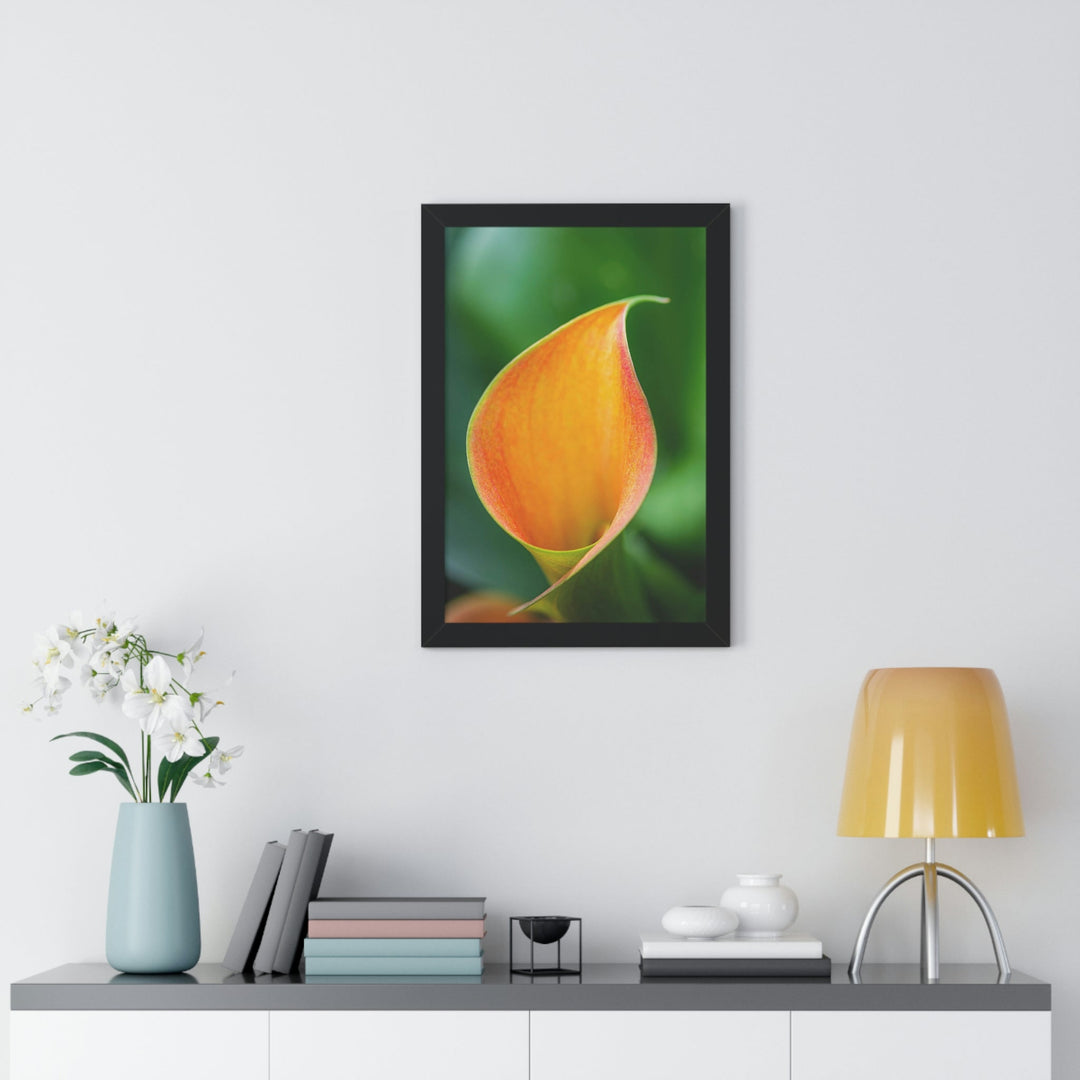 Orange Calla Lily - Framed Print - Visiting This World